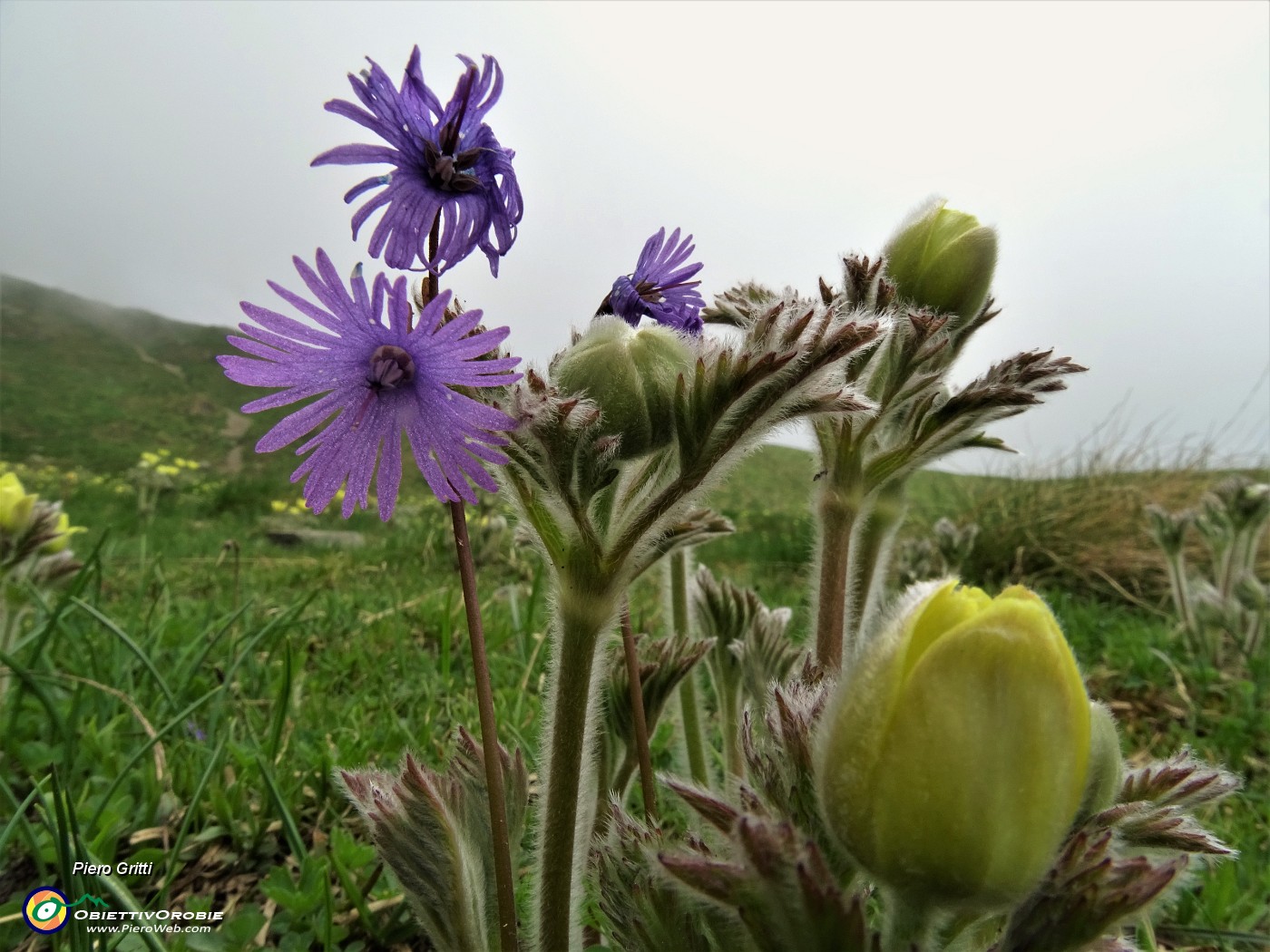 28 Soldanelle alpine (Soldanella alpina) con anemoni sulfurei.JPG